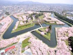 tokio-fujita:  Sakura full bloom in Goryokaku, Hakodate. Goryokaku