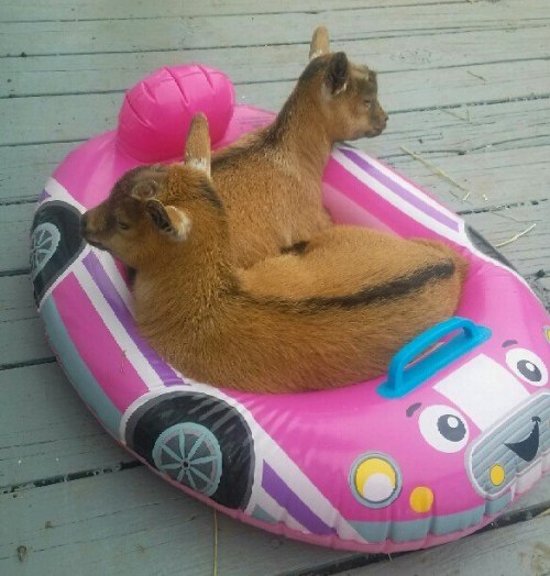 awwww-cute:  Whatever floats your goats 