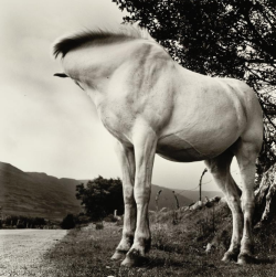 realityayslum:  Alen MacWeeney - White Horse, Donegal, Ireland,