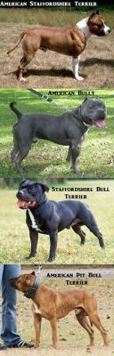 thembulldawgs:  Visual Difference between these breeds.  Note