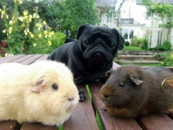 Guinea Piggies