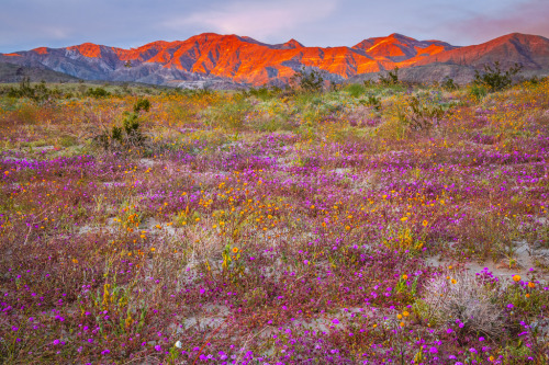 ps1:  Anza Borrego Desert State Park