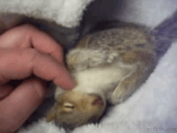 thehayseed:  I could pet him forever!!!!