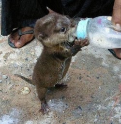 glassolive:  Omfg baby otters.