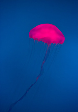 needlemind:  Pink Jelly Fish  a rather pink little jellyfish.