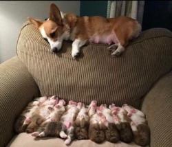 awwww-cute:  Cant stop staring at her babies. (Source: http://ift.tt/2kAI3XS)