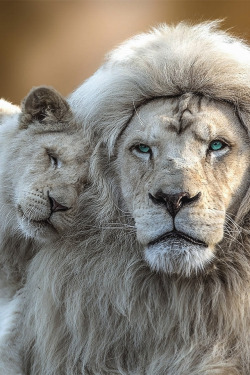 souhailbog:  White Lion with cub By Jean Claude 