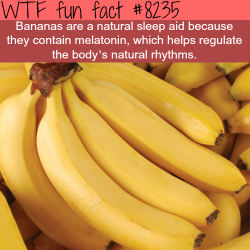 wtf-fun-factss:  Bananas will help you sleep better - WTF fun