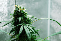 grow-your-weed:  Grow your own cannabis - Click here