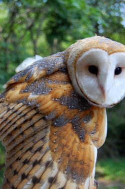 megarah-moon: “Barn Owl” by  Insanenigma  