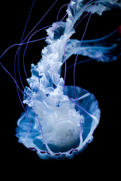 jellyfishdayandnight:  jellyfish on We Heart Ithttp://weheartit.com/entry/124572474/via/silhouettes_k