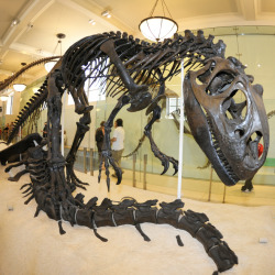 amnhnyc:  The “dinosaur bones” that you see on display at