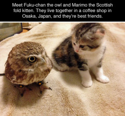 tastefullyoffensive:  (photos via Hukulou Coffee) Aww!… Owls