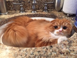 awwww-cute:There’s a bit of hair in the sink