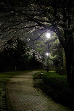 riri-neko:  Sakura by raka-nata on Flickr. 
