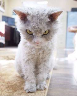 phototoartguy:  Instagram’s newest grumpy cat is named Pompous