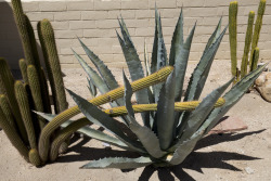 terrysdiary:  Funny looking cactus.