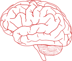 neurosciencestuff:  Brain rewires itself after damage or injury