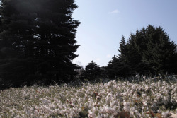 ladron2:  Calluna vulgaris@Yurigahara Park Sapporo Japan 