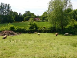 View from my local pub. Lunchtime. Fish finger sandwich. Yum!