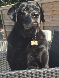 awwww-cute:  Holly’s nearly 12 now and still as majestic as