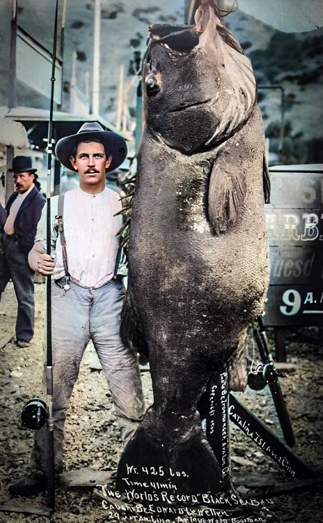 Le pêcheur Edward Llewellen et son gros poisson, 1903.