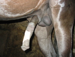 horseloving-world:  Just amazing balls but I do love horse penis