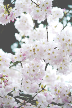 deeplovephotography:  flickr | facebook | society6 