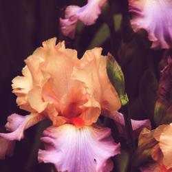 calanthesfeuillemort:  Flowers I Love: the Bearded Iris 