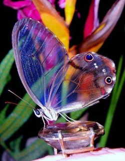 Transparent soul (Glasswing butterfly)