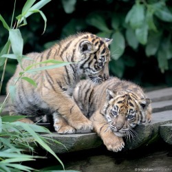 brookshawphotography:  Two gorgeous Sumatran Tiger Cubs at Chester