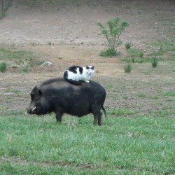 animals-riding-animals:  cat riding pig 