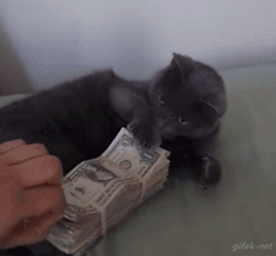 sad-boyofficial:  miss-nerdgasmz:  This is the savings cat. Reblog