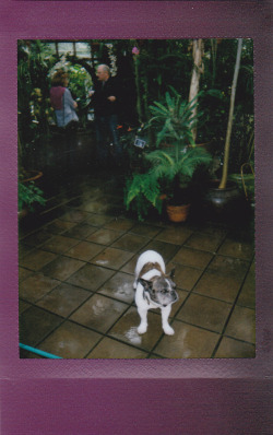went to the conservatory of flowers today and made a new dog