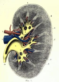 biomedicalephemera:  Anatomy and Position of the Kidney in the