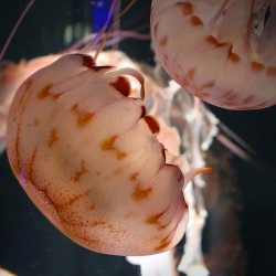 neaq:  With their long trailing tentacles, sea nettle can pack