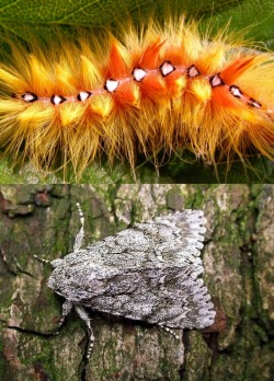 eumorpha-dream:  end0skeletal:  Caterpillars and the moths they turn into. 1. Sycamore Moth2. Cecropia Moth3. White Ringed Atlas Moth4. Pale Tussock Moth5. Regal Moth6. Death’s Head Moth7. Puss Moth8. Luna Moth9. Leopard Moth10. Comet Moth  CATERPILLARS!!