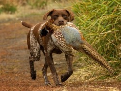 gentlemanbobwhite:  Share good times in the outdoors at #gentlemanbobwhite