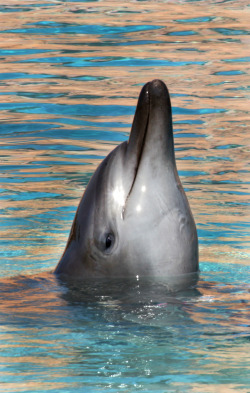 thespinytailedlizard:  ‘Dolphin Encounter’, Atlantis,