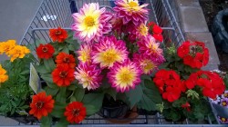 Only about half the flowers I bought today. Marigolds, zinnias,