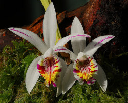 libutron:Spotted Pleione - Pleione maculata This stunning orchid
