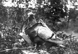historicaltimes:  German Camera Pigeon, WWI