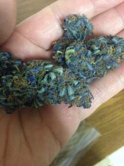 stoners-euphoria:  hiding-inplainview:  thc-kittyy:  stonedbabylon: