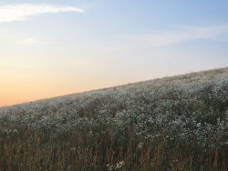 geopsych:  We saw these hills: they were covered with flowers.