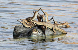 maddysgems: Gharial with her babies. Chanbal river India 