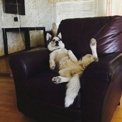 itsmybrightesthour: true-with-drew:  Huskys are so extra… I