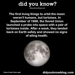 did-you-kno:  The first living things to orbit the moon weren’t