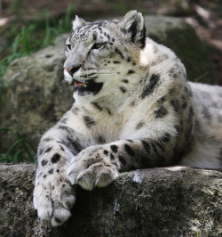 llbwwb:  Young snow leopard by Mohammed El-Gammal