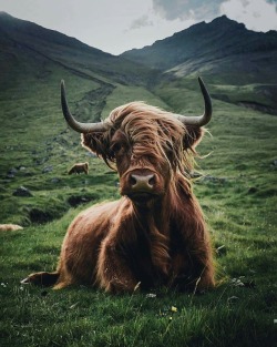 Highland cow! Saw these beauties in Scotland! I love their bangs!