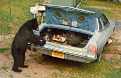 bad-postcards:  TAILGATE PARTY BEARBEAR are often seen in camping